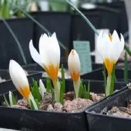 Cultivarea turcă garoafa semințelor când plantare (cultivare) Cultivarea garoafa turcesc de semințe atunci când plantare