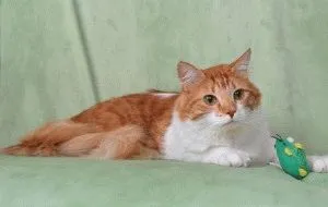 Angora turceasca - descriere rasa, fotografii, caracter, pret, video, site-ul „halbă“
