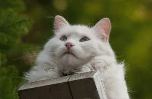 Angora turceasca - descriere rasa, fotografii, caracter, pret, video, site-ul „halbă“