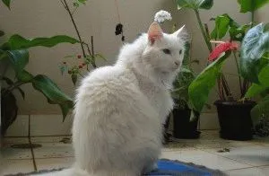 Angora turceasca - descriere rasa, fotografii, caracter, pret, video, site-ul „halbă“
