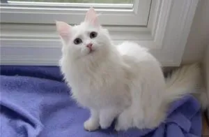 Angora fotografie turcă, descriere rasa, caracter, pret (roca) Turcă Angora fotografie, descriere rasa, caracter, pret