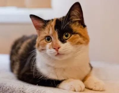 Calico pisica in casa semnele