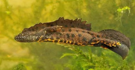 Triton - o descriere, specie care trăiește, ceea ce mănâncă, foto (e) de Triton - o descriere, specie care trăiește, ceea ce mănâncă, fotografii