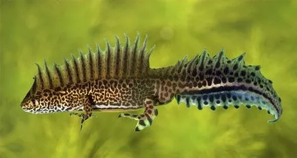 Triton - o descriere, specie care trăiește, ceea ce mănâncă, fotografii (locui) Triton - o descriere, specie care trăiește, ceea ce mănâncă, fotografii