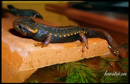 Tritons acvariu