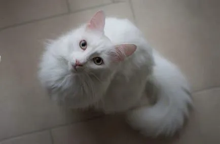 Turcă Angora fotografie, descriere rasa, caracter, pret (Angora) Turcă Angora fotografie, descriere rasa, caracter, pret