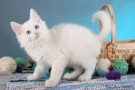 Turcă Angora fotografie, descriere rasa, caracter, pret (Angora) Turcă Angora fotografie, descriere rasa, caracter, pret