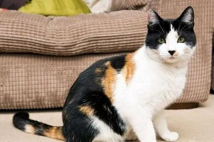 Calico pisica - semne de oameni (în casă, a venit cu alți ochi)
