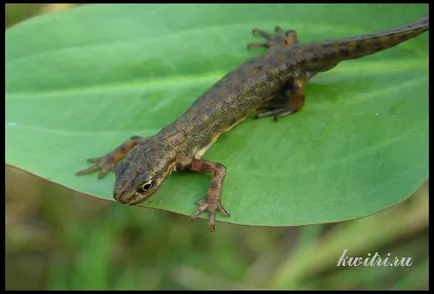 Tritons acvariu