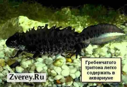 Tritons la păstrare acasă, hrănire, îngrijire, reproducere (tritoni în casă) Tritons la păstrarea acasă, hrănire, îngrijire, reproducere