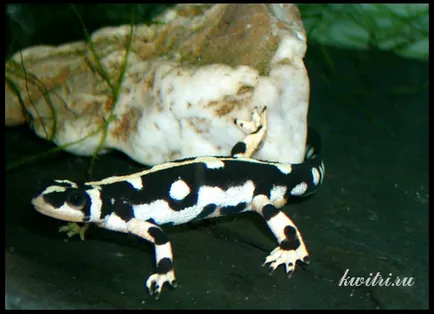 Tritons acvariu