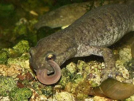 Triton - o descriere, specie care trăiește, ceea ce mănâncă, foto (descriere) Triton - o descriere, specie care trăiește, ceea ce mănâncă, fotografii