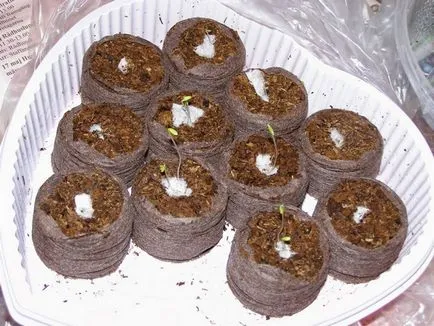 Cultivarea turcă garoafa semințelor când plantare (cultivare) Cultivarea garoafa turcesc de semințe atunci când plantare