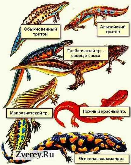 Tritons la păstrare acasă, hrănire, îngrijire, reproducere (Tritons) Tritons la păstrarea acasă, hrănire, îngrijire, reproducere