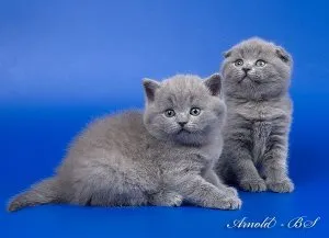 apa pisicii rupt prin mai multe urs un asistent feline