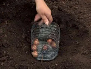 Lalele stins, care mai indicat să se facă cu ei atunci când săpat