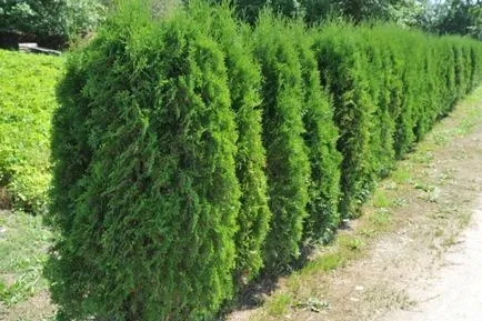Tuya în design peisagistic, specii și varietăți (soiuri) Tuya în design peisagistic, specii și varietăți
