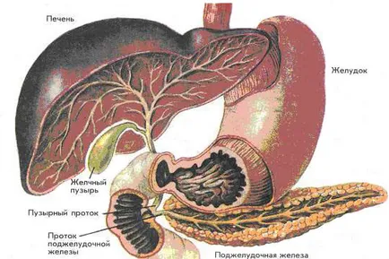 Sigilarea pancreas și ficat (pereți, structuri, stromă tesut) - cauze si tratament