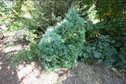 Tuya în design peisagistic, soi și calitate (Thuja în design peisagistic) Tuya în design peisagistic, specii și varietăți