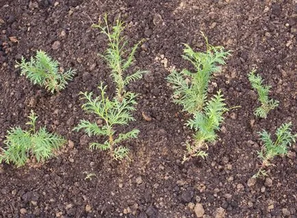 Arborvitae semănat semințe în creștere