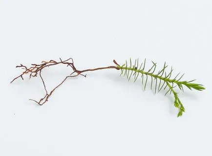 Arborvitae semănat semințe în creștere