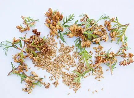 Arborvitae semănat semințe în creștere