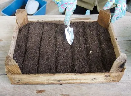 Arborvitae semănat semințe în creștere