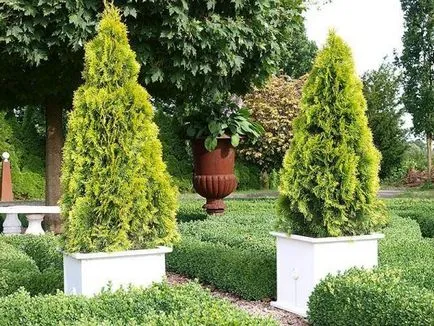 Tuya în design peisagistic, varietate și calitate (proiectare) Tuya în design peisagistic, specii și varietăți
