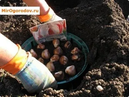 Lalele stins ce să facă în perioada de vară (perioada) Lalele stins ce să facă în vara