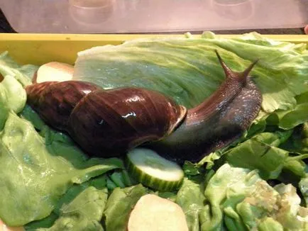 îngrijire și întreținere Melci Achatina (Achatina) îngrijire și întreținere Melci Achatina