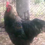 Creșterea producției de ouă de pui de găini ouătoare - găini, un forum despre reproducere și păsări de curte (straturi) Creșterea producției de ouă de pui de găini ouătoare - găini, un forum despre reproducere și păsări de curte