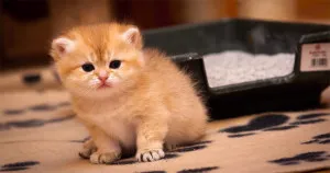 Grija pentru Scottish Fold pisicuțe, produse alimentare, vaccinări și educație (pisoi Scottish Fold) Grija pentru Scottish Fold pisicuțe, produse alimentare, vaccinările și educație
