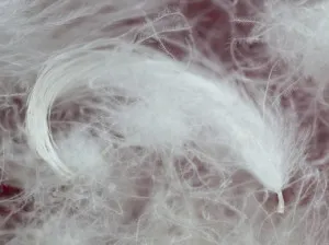 Insulation „pene“, avantajele și dezavantajele puful, puful utilizarea, îngrijirea jachete,