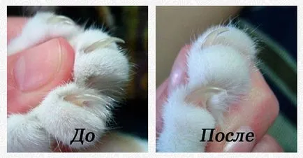 Grija pentru pisoii Scottish Fold - sfaturi și trucuri