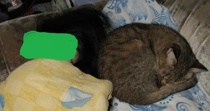 Ai un exemplu personal pentru pisici tine tratat