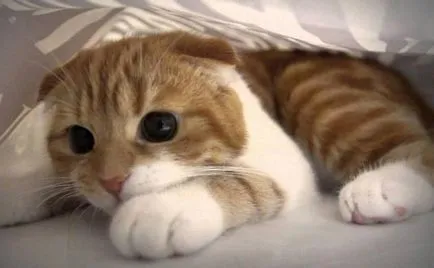 Grija pentru regulile Scottish Fold kitten de bază pentru proprietarii (îngrijirea Scottish Fold) Grija pentru pisica Scottish Fold reguli de bază pentru proprietari