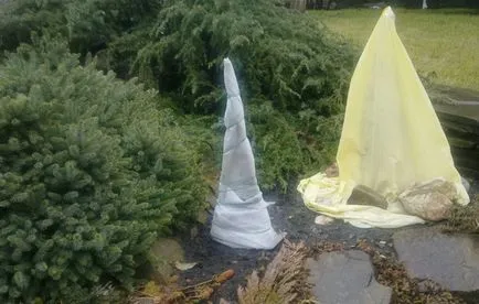 Îngrijire de grădină Yucca (foto), cum să planteze și să aibă grijă de, cum să se ocupe de