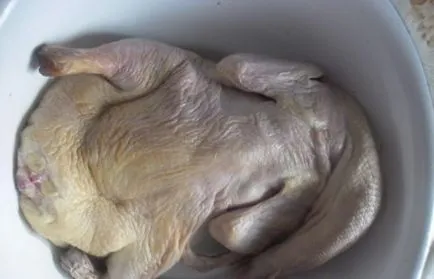 Duck coapte într-un manșon (de mere, cartofi) rețete