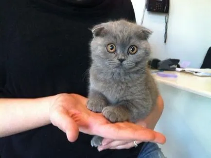 Grija pentru regulile Scottish Fold kitten de bază pentru proprietarii (îngrijirea Scottish Fold) Grija pentru pisica Scottish Fold reguli de bază pentru proprietari