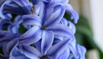 grădină de flori de primăvară