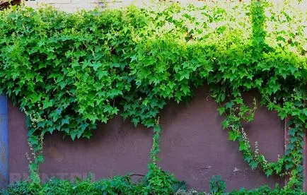 viță de vie Alegerea pentru decorare gard