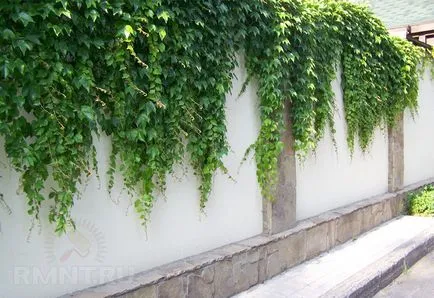 viță de vie Alegerea pentru decorare gard