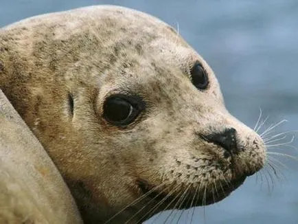 foca Majestic