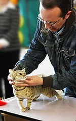 spectacole Cat - pentru cine și de ce (acasă) spectacole Cat - pentru cine și de ce