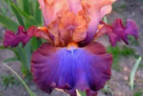 iris gradina Cultivare (45 imagini) din semințe în câmp deschis, în țară, descrierea de clasă, aterizare (aterizare) iris gradina Cultivare (45 imagini) din semințe în câmp deschis, în țară, descrierea de clasă, de aterizare