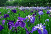 Cultivarea florilor de iris in gradina (45 poze) din semințele în teren deschis în țară, gradul, descriere, plantare (cultivare) iris gradina Cultivare (45 imagini) din semințe în câmp deschis, în țară, descrierea de clasă, de aterizare
