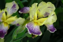 iris gradina Cultivare (45 imagini) din semințe în câmp deschis, în țară, descrierea de clasă, aterizare (aterizare) iris gradina Cultivare (45 imagini) din semințe în câmp deschis, în țară, descrierea de clasă, de aterizare