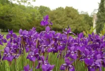 iris gradina Cultivare (45 imagini) din semințe în câmp deschis, în țară, descrierea clasei, de aterizare (iriși) iris gradina Cultivare (45 imagini) din semințe în câmp deschis, în țară, descrierea de clasă, de aterizare