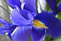 iris gradina Cultivare (45 imagini) din semințe în câmp deschis, în țară, descrierea de clasă, aterizare (aterizare) iris gradina Cultivare (45 imagini) din semințe în câmp deschis, în țară, descrierea de clasă, de aterizare