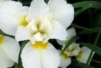 iris gradina Cultivare (45 imagini) din semințe în câmp deschis, în țară, descrierea clasei, de destinație (grădină) iris gradina Cultivare (45 imagini) din semințe în câmp deschis, în țară, descrierea de clasă, de aterizare